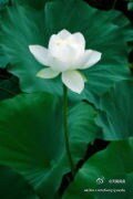 陌上花开，半生迟
