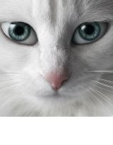 九尾猫妖