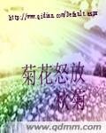 菊花怒放