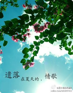 《遗落在夏天的情歌》
