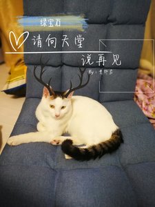 《绿宝石请向天堂说再见》