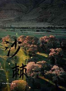 《沙棘》