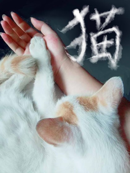 《猫》